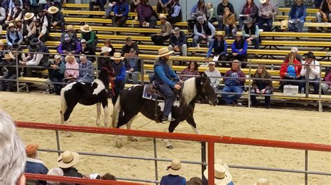 There is a 20. . Waverly fall horse sale 2022